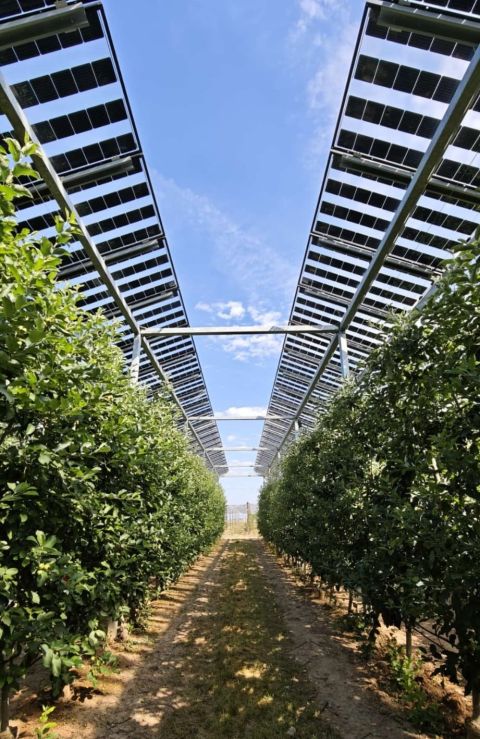 Une installation agrivoltaïque expérimentale sur le site de Mollerussa (Lleida, Espagna) de l'IRTA FruitCenter