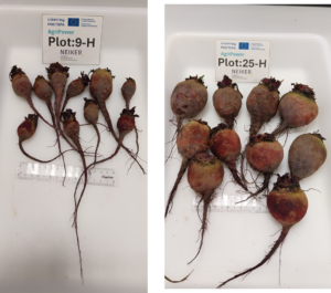 Una experimentación agrivoltaica en el sitio de NEIKER – Instituto Vasco de Investigación y Desarrollo Agrario