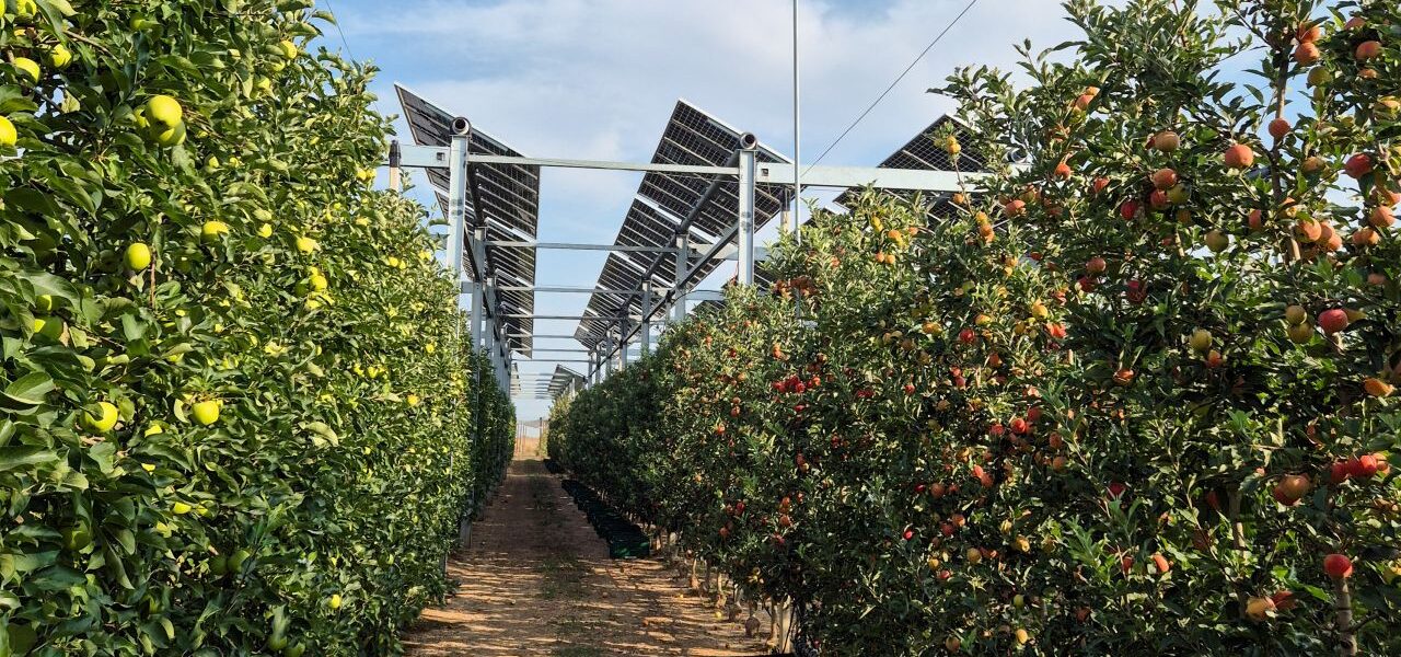 Una instalación agrivoltaica experimental en las instalaciones de Mollerussa (Lleida, España) del IRTA FruitCenter