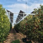 Una instalación agrivoltaica experimental en las instalaciones de Mollerussa (Lleida, España) del IRTA FruitCenter