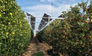 Une installation agrivoltaïque expérimentale sur le site de Mollerussa (Lleida, Espagna) de l’IRTA FruitCenter