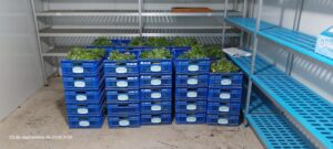 COSECHA AGROVOLTAICA en el centro experimental de Neiker en Vitoria-Gasteiz (provincia de Álava, País Vasco, España) – ENSAYO PILOTO CON CULTIVOS HERBÁCEOS